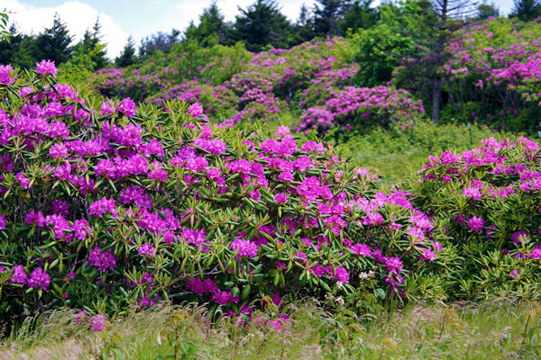 Rhododendron Festival