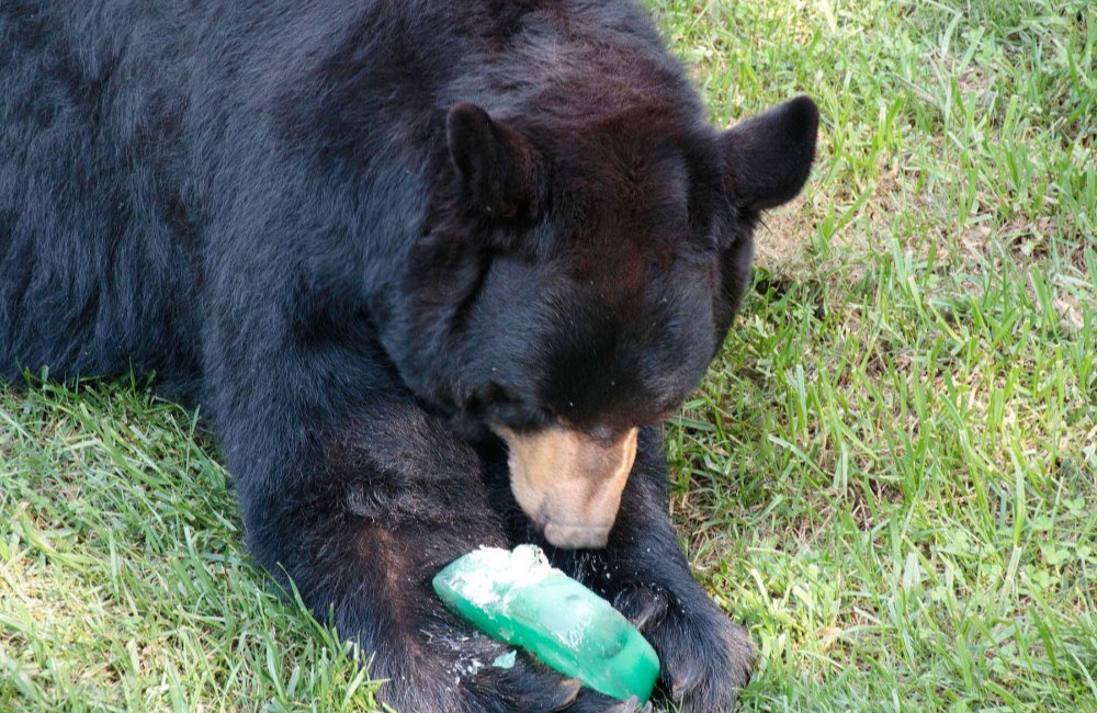 Brews & Bears Fest in Asheville